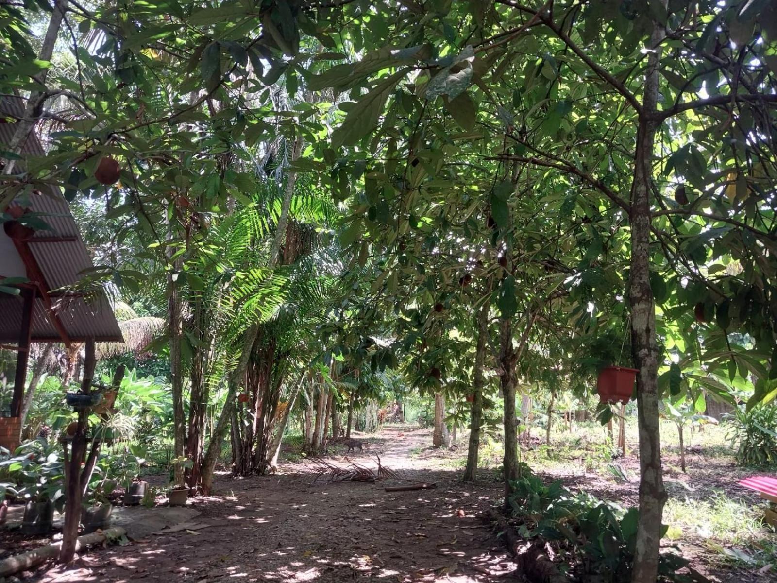 Jardin De Las Musas プエルト・マルドナード 部屋 写真